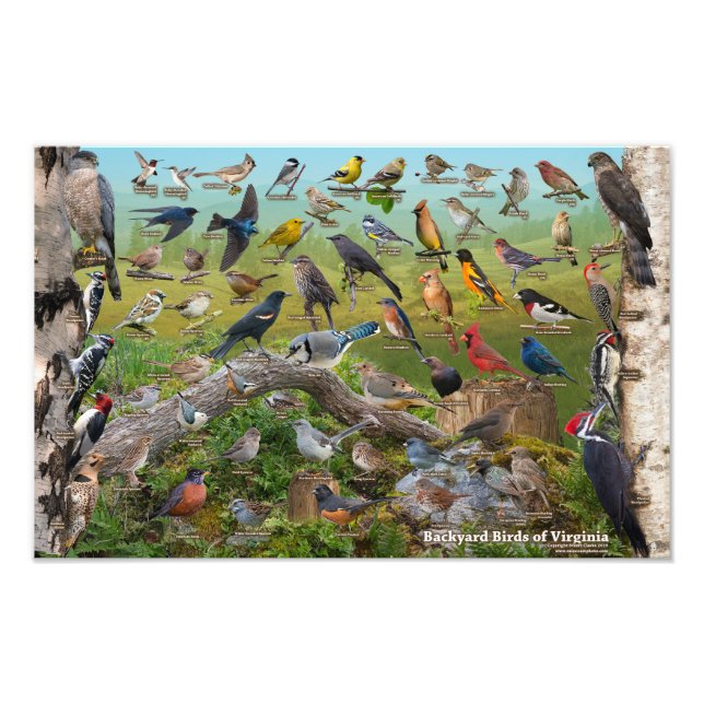 Impression Photo Backyard Birds of Virginia 17"x11" (Devant)