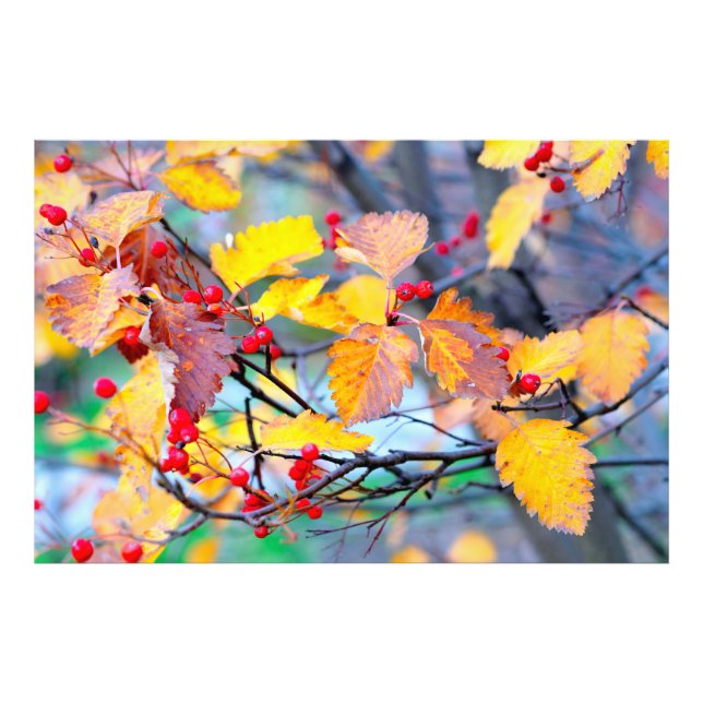 Impression Photo Baies d'aubépine de charme en automne (Devant)