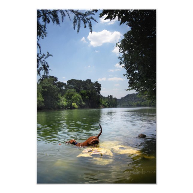 Impression Photo Baignade de chien Lac Ladybird - Centre-ville d'Au (Devant)
