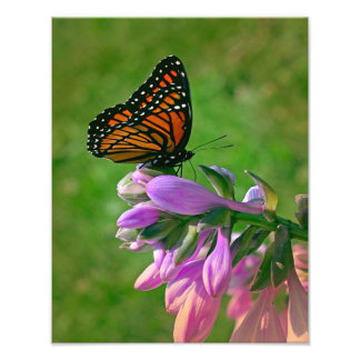 Impression Photo Baisers à papillon