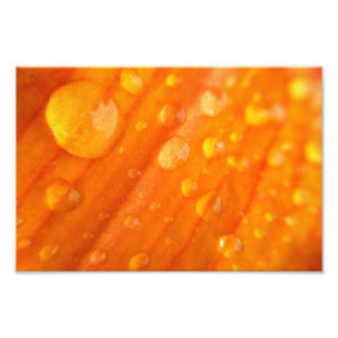 Impression Photo Baisses sur la fleur orange lumineuse