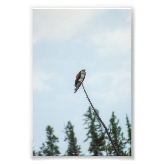 Impression Photo Balbuzard pêcheur 9028 (Devant)