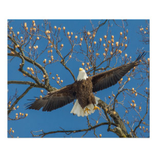 Impression Photo Bald Eagle au-dessus