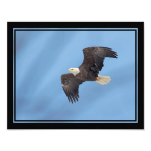Impression Photo Bald Eagle en vol