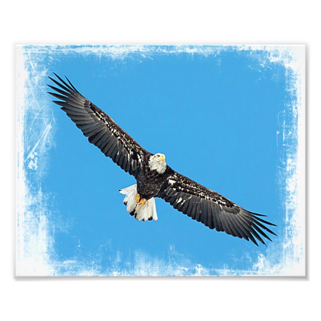 Impression Photo Bald Eagle en vol (Devant)