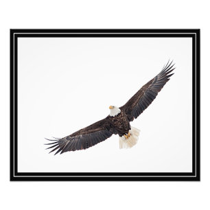 Impression Photo Bald Eagle en vol