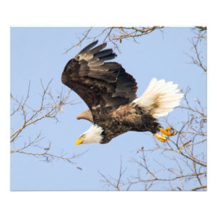 Impression Photo Bald Eagle Eyes