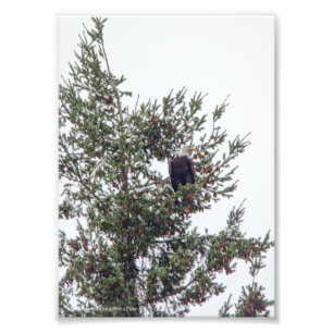 Impression Photo Bald Eagle P2825