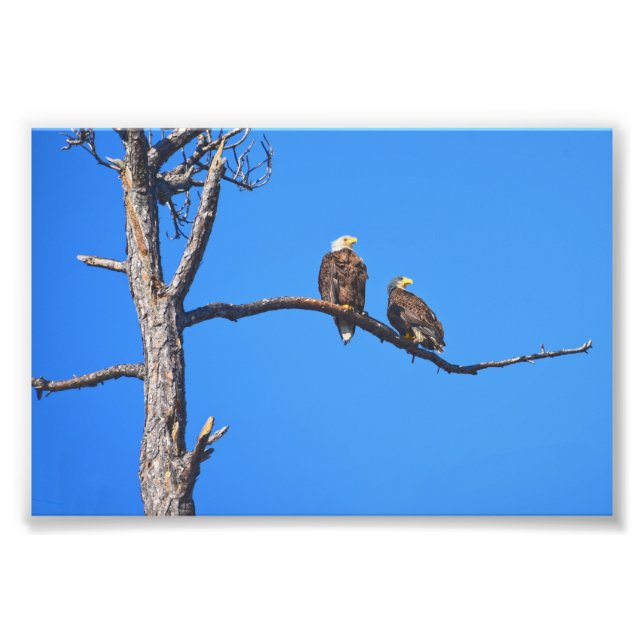 Impression Photo Bald Eagle Pair à Money Bayou, Floride (Devant)