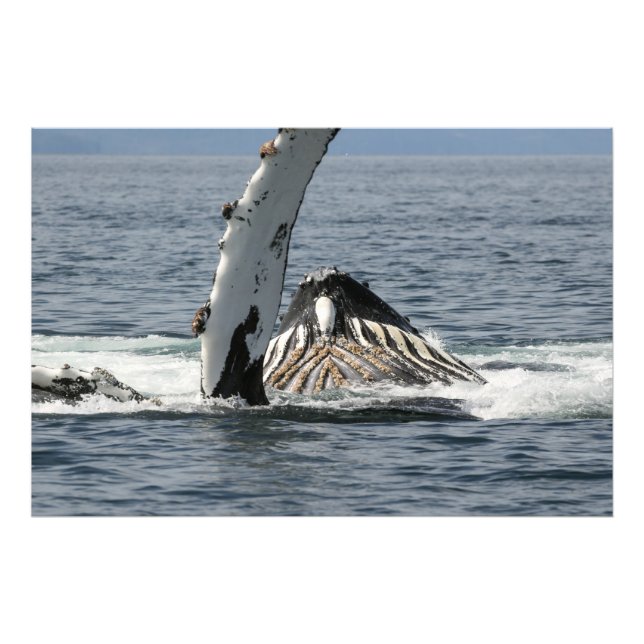 Impression Photo Baleine à bosse (Devant)