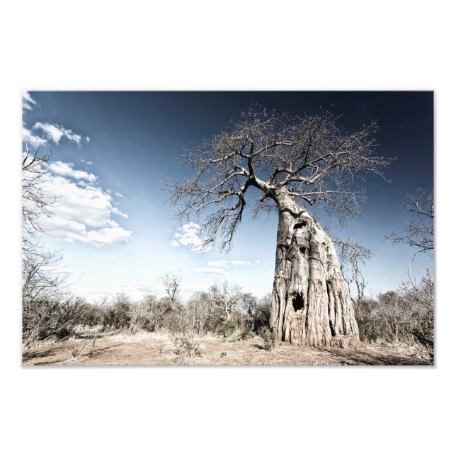 Impression Photo Baobab dans le parc national des piscines de Mana, (Devant)