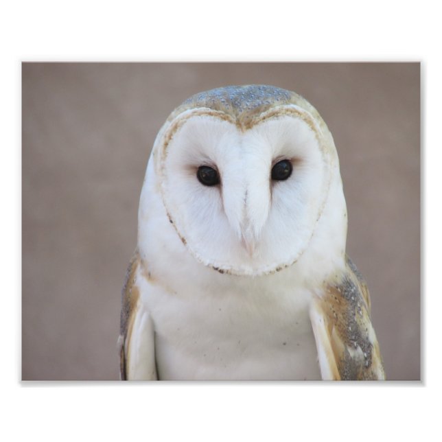 Impression Photo Barn Owl (Devant)