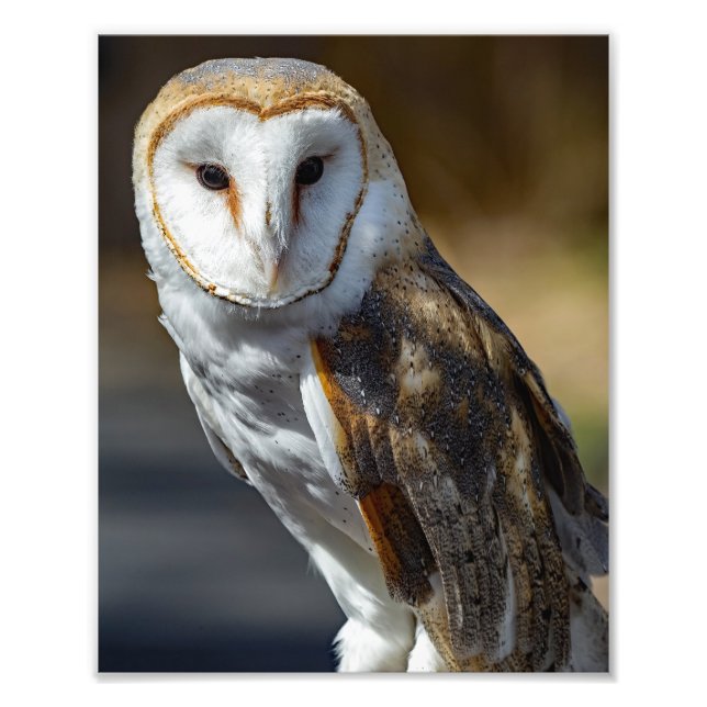 Impression Photo Barn Owl (Devant)