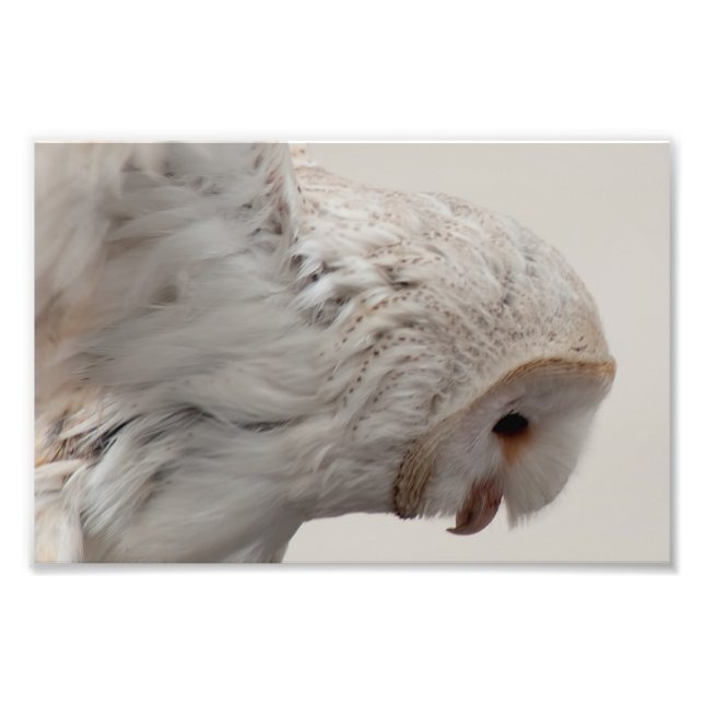 Impression Photo Barn Owl (Devant)