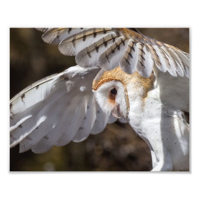 Impression Photo Barn Owl Et Wings (Devant)