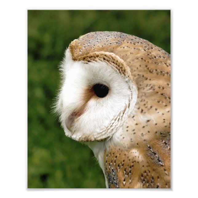 IMPRESSION PHOTO BARN OWLS (Devant)