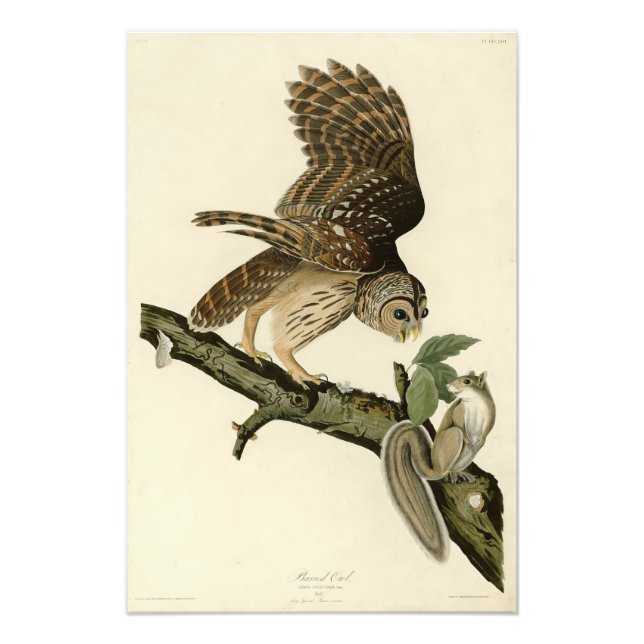 Impression Photo Barred Owl, John James Audubon's Birds of America (Devant)
