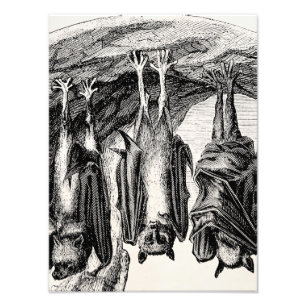 Impression Photo Batte vintage de Fox de vol de 1800s de batte