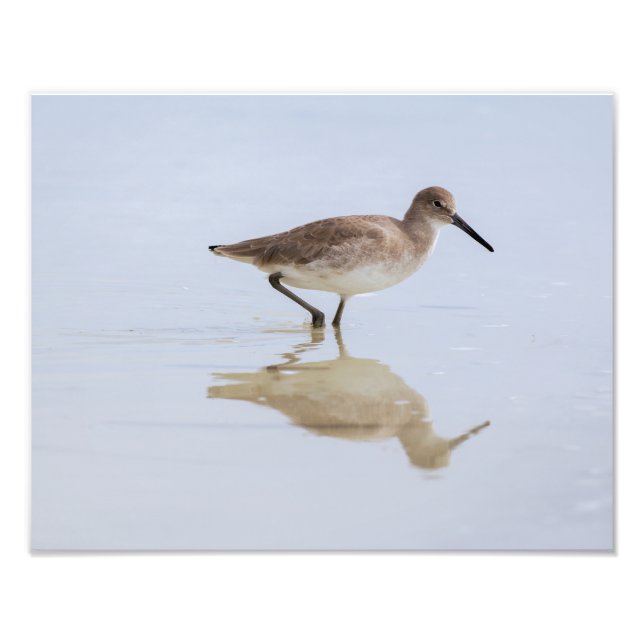 Impression Photo Beach Willet (Devant)