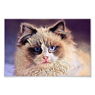 Impression Photo Beau chat moelleux