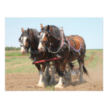 Beau clydesdale chevaux labourant