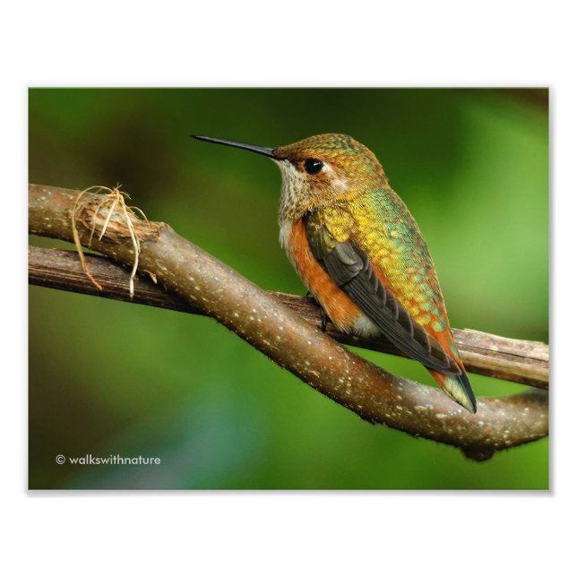 Impression Photo Beau colibri Rufous sur les vignes de enroulement (Devant)