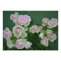 Beau jardin rose clair roses