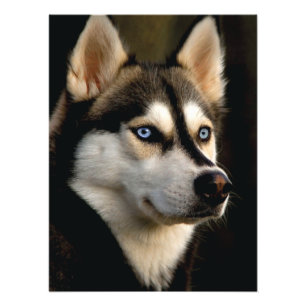 Impression Photo Beau Oreiller Husky Lrow