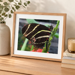Impression Photo Beau papillon noir avec des rayures jaunes