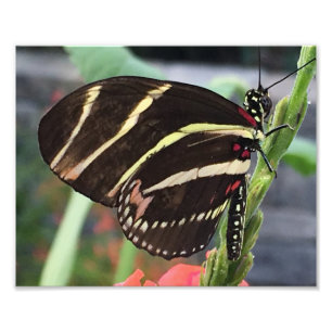 Impression Photo Beau Papillon noir avec rayures jaunes