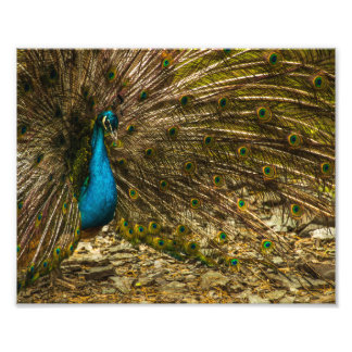 Impression Photo Beau Peacock Bleu avec Plumes Open Tail