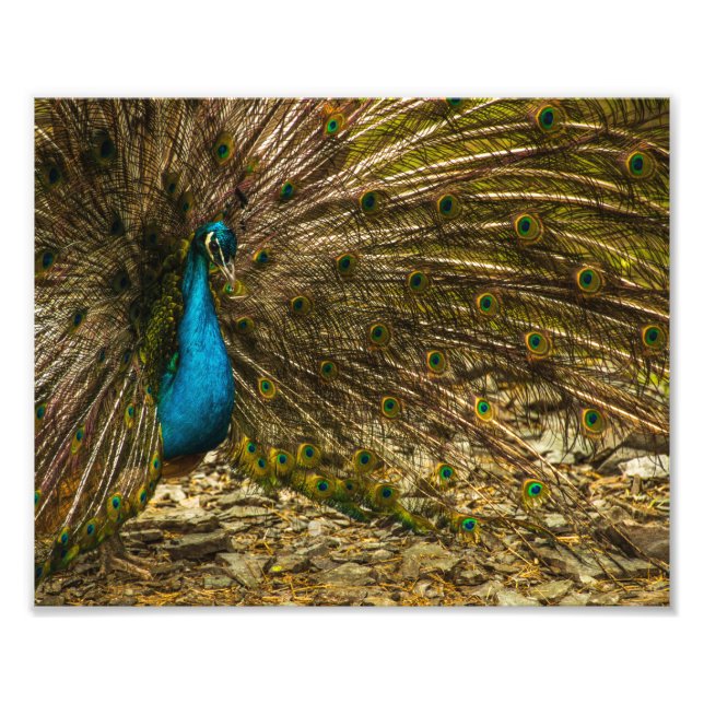 Impression Photo Beau Peacock Bleu avec Plumes Open Tail (Devant)