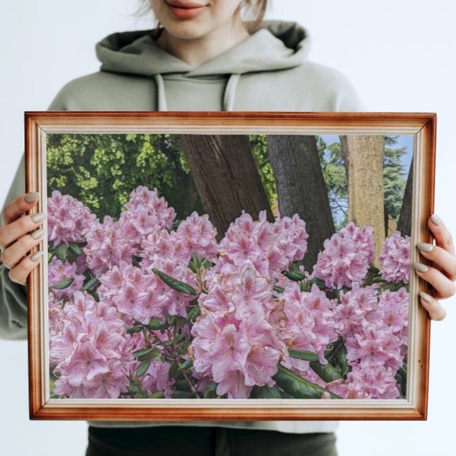 Impression Photo Beau Rhododendron Rose Floral (In Situ Framed)