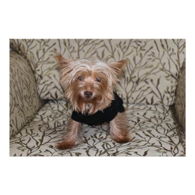 Impression Photo Beau Yorkshire Terrier (Devant)