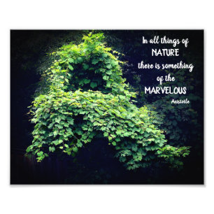 Impression Photo Beauté Dans La Nature Vines Citation Inspirationne