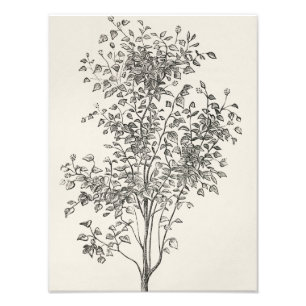 Impression Photo Beauté florissante : Croquis d'arbre noir et blanc