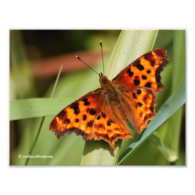 Impression Photo Beautiful Orange Satyr Comma Butterfly (Devant)