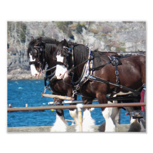 Impression Photo Beaux chevaux de trait belges attelés