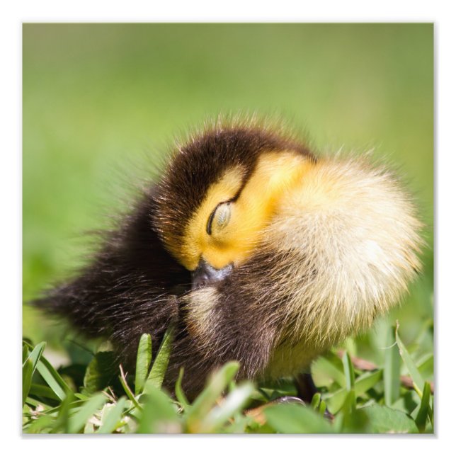 Impression Photo Bébé canard dormant (Devant)