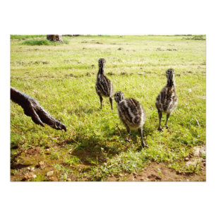 Impression Photo Bébé Emu Chicks Et Big Foot,
