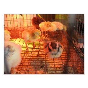 Impression Photo Bébé Jaune poussins en incubateur