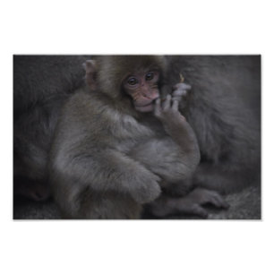 Impression Photo Bébé Macaque, Macaco Bebe