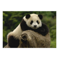 Bébé panda géant (Ailuropoda melanoleuca)