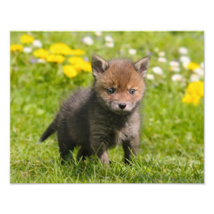 Impression Photo Bébé sauvage rouge pelucheux mignon de Fox CUB -