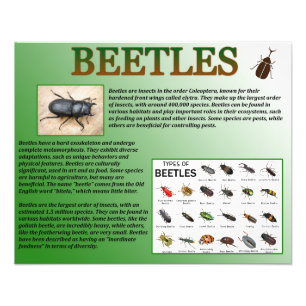 Impression Photo Beetles
