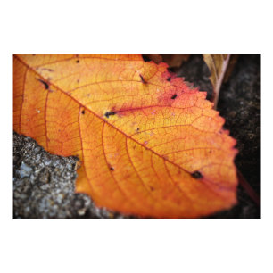 Impression Photo Belle feuille d'automne