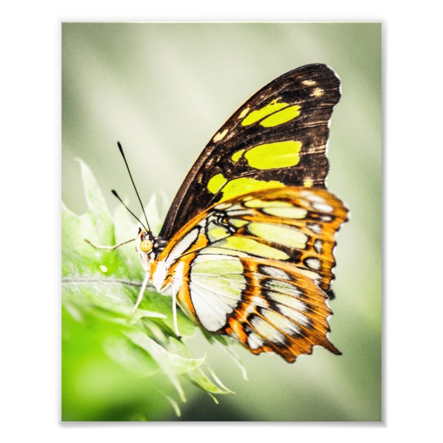 Impression Photo Belle Papillon Nature Insectes (Devant)
