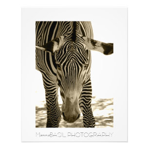 Impression Photo Belle Poster/Imprimer Zebra !