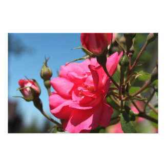 Impression Photo belle rose rose fleur et bourgeons bleu ciel