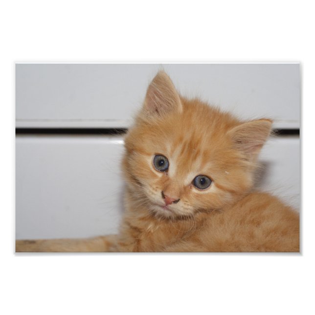 Impression Photo Belle Tabby Kitten Orange (Devant)